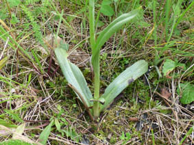 Ophrys apifera